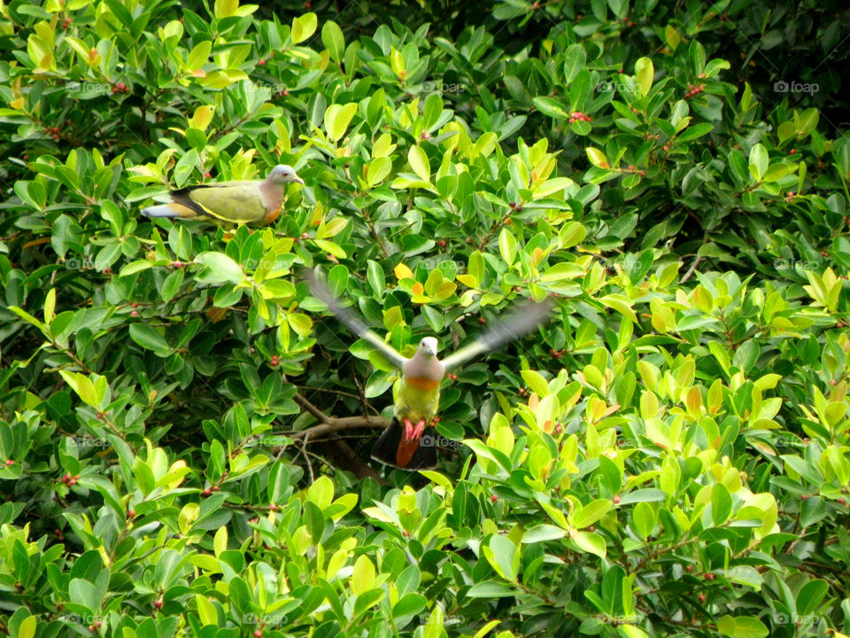 Flying and Perching Thick Billed Green Pigeon
