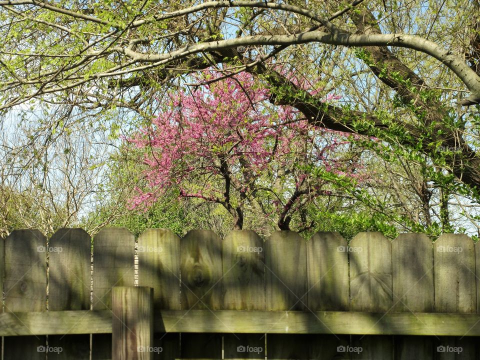 view of blossoms