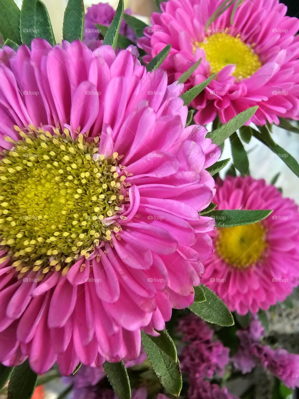 The pink Matsumoto Aster is an attractive variety of aster flowers, known for its daisy-like appearance and delightful coloration and yellow sunshine center.