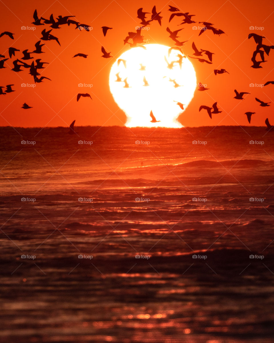 Large vibrant orange sun setting on the horizon into the sea, as silhouettes of birds fly across the ocean. 