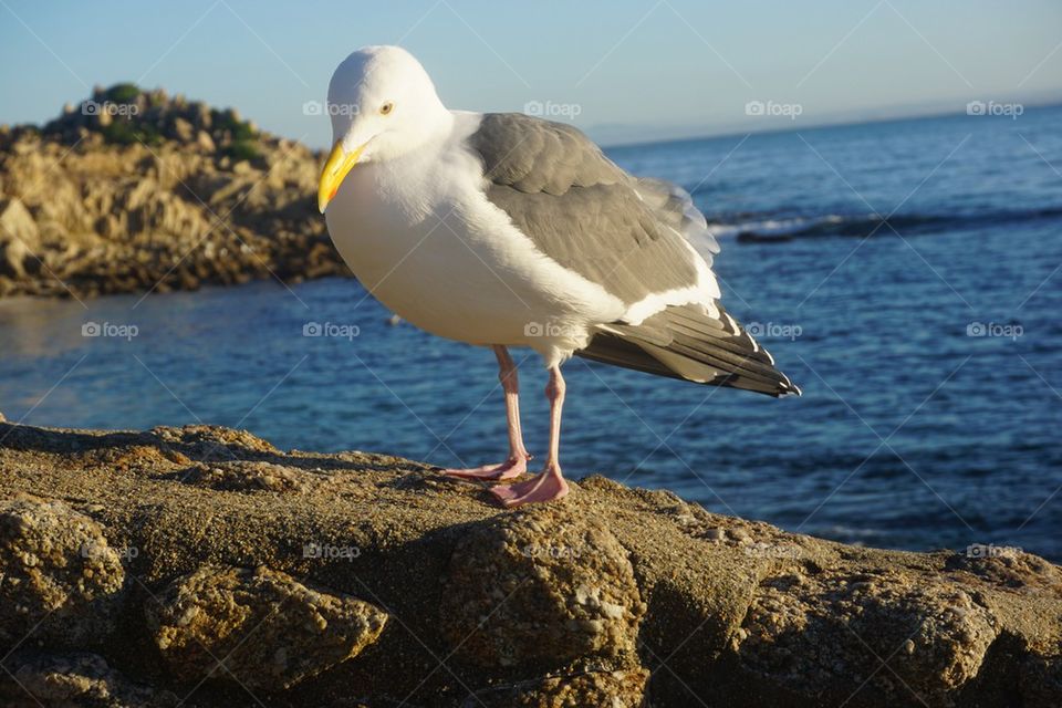 Seagull2