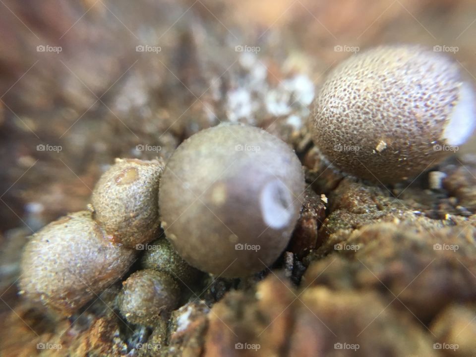 Brown round something in dead tree