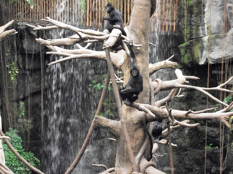 monkey by waterfall