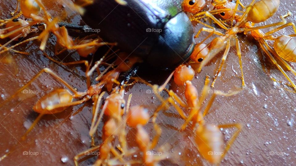 angry ants fighting an intruder, angry, angry ants, ants attacking, anger, ants got angry