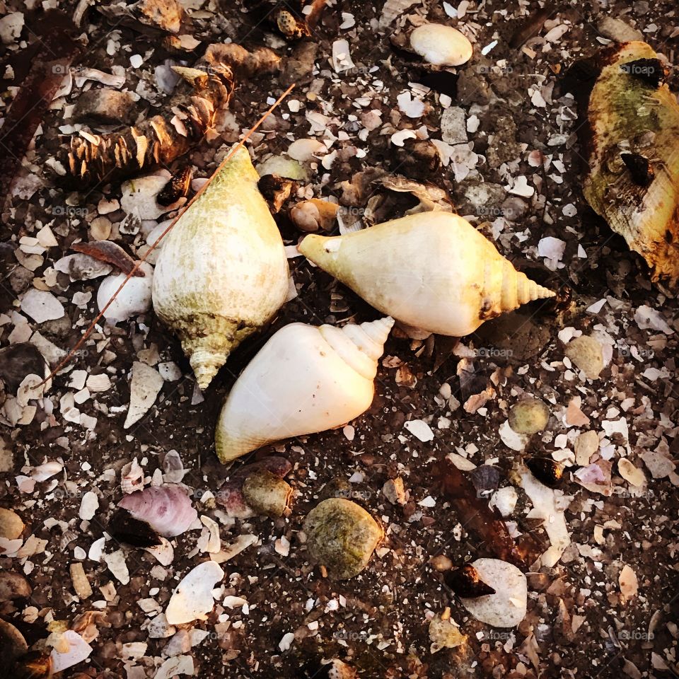 Sea shells by the sea shores ..