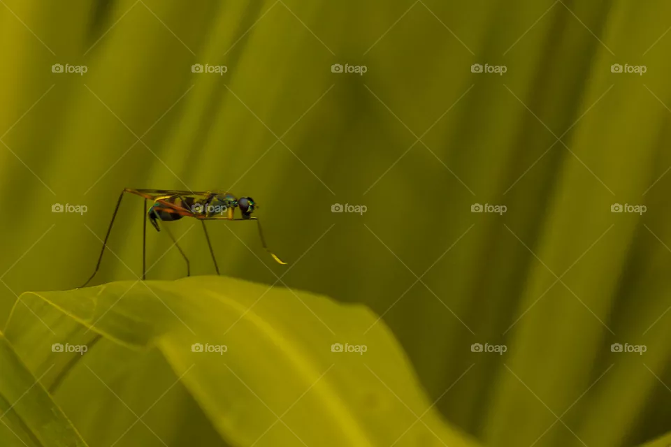 Mimegralla albimana is a species of flies in the family stilt-legged flies
