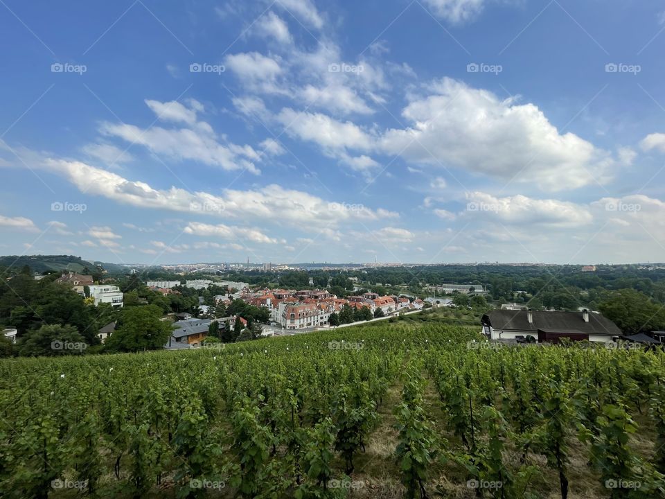 View of a vineyard in Prague.