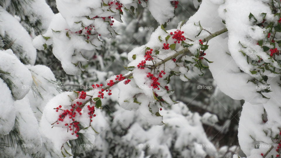 Snow covered Holly berries
