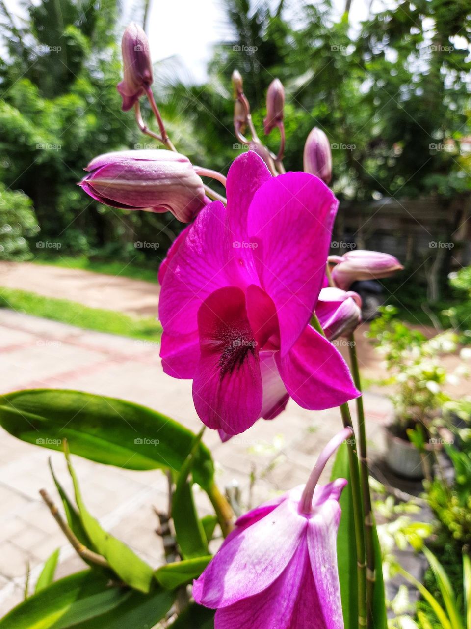 Beautifully blooming Cooktown orchid flowers