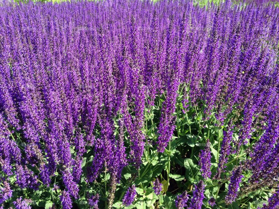 Lilac flowers