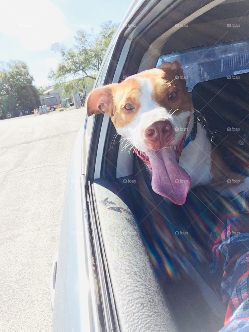 Beautiful rescue dog enjoying a car ride in Florida 