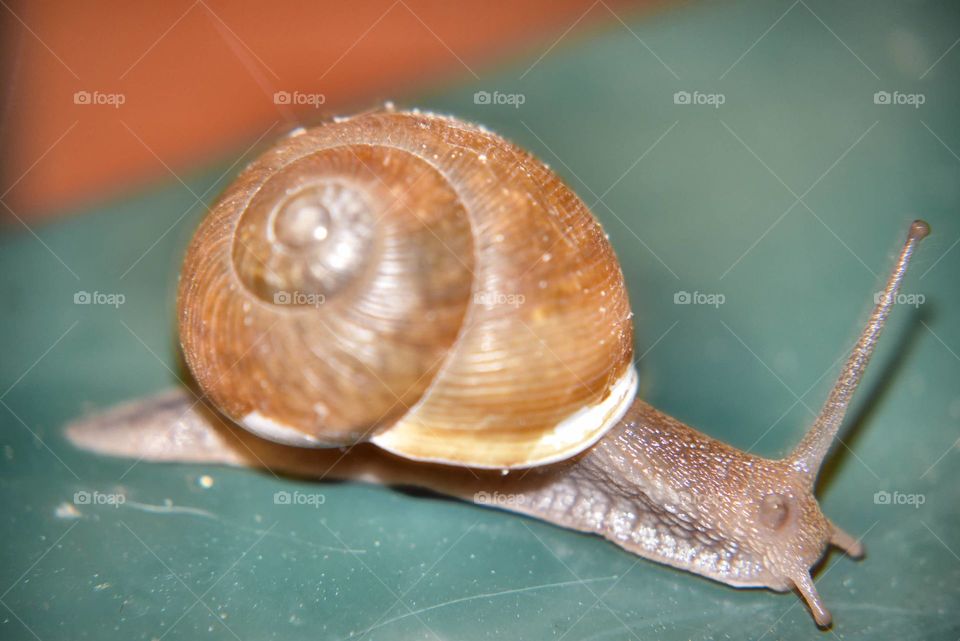 Snail on a Rail