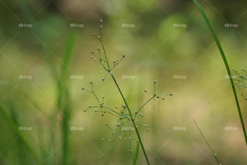 Fimbristylis miliacea plant