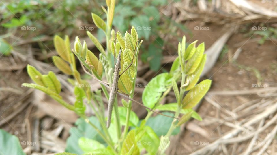 a natureza é sábia