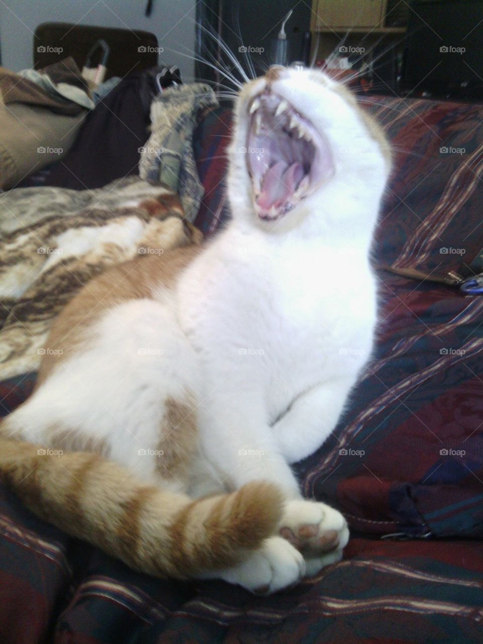 Yawning Millie
