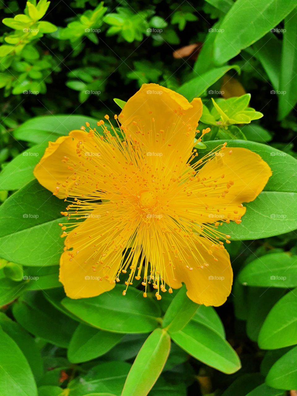 Flower, Blossom, Blüte