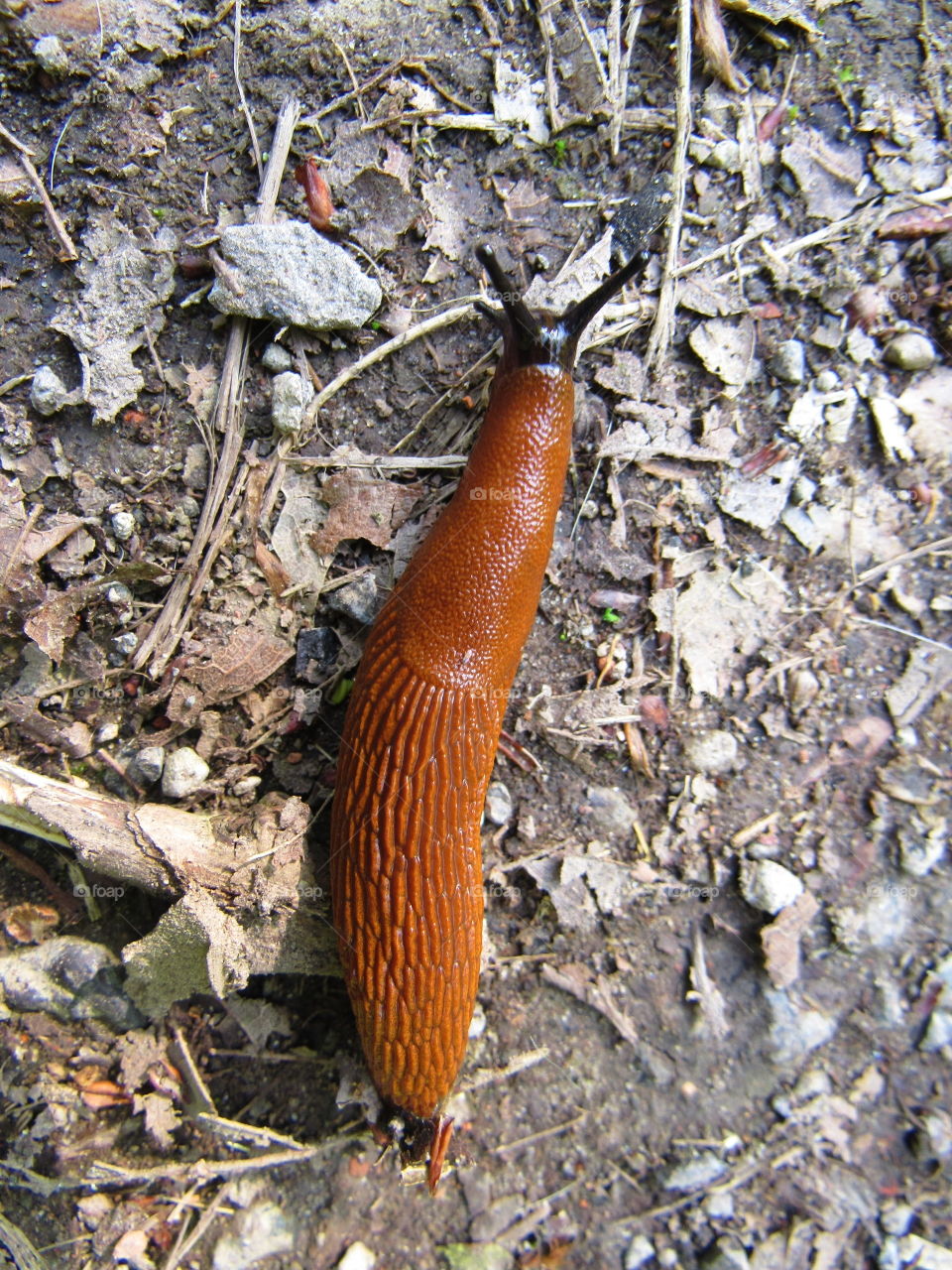 slug