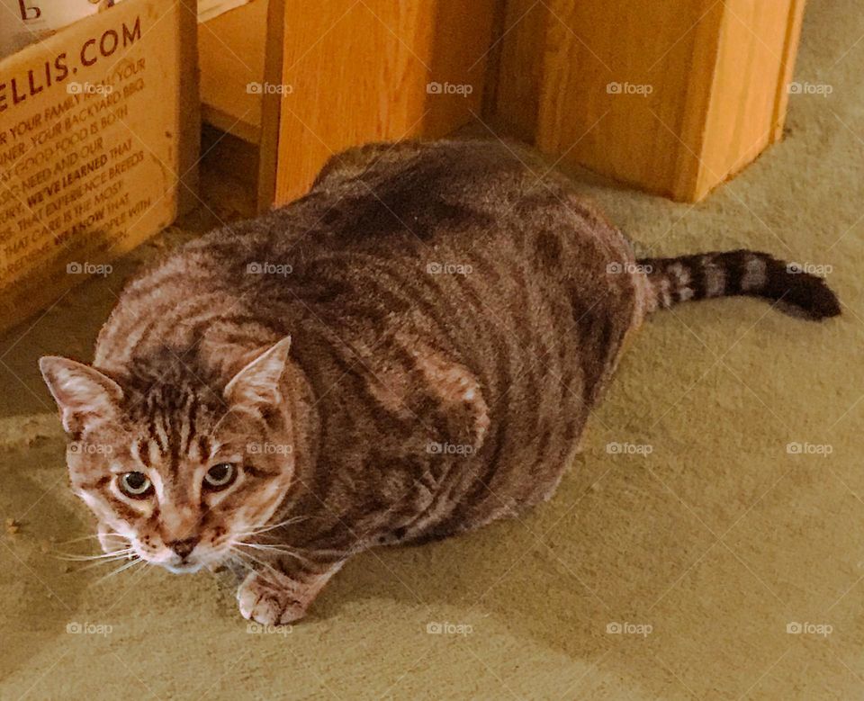 A chubby cat named Kitty is looking straight at you.