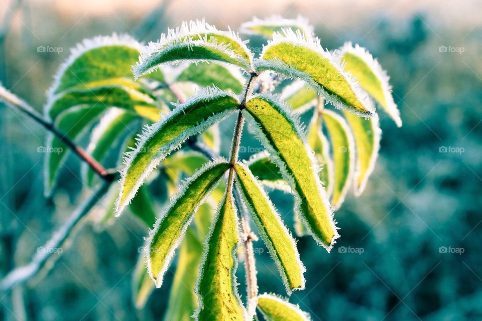 Ice crystals on leaf