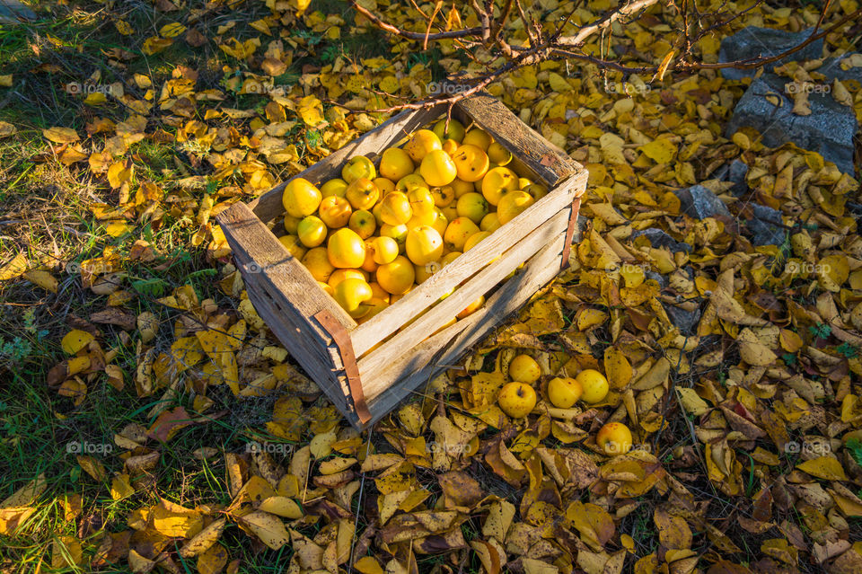 Harvest ripe juicy and tasty apples. Harvested juicy apples from fertile trees.