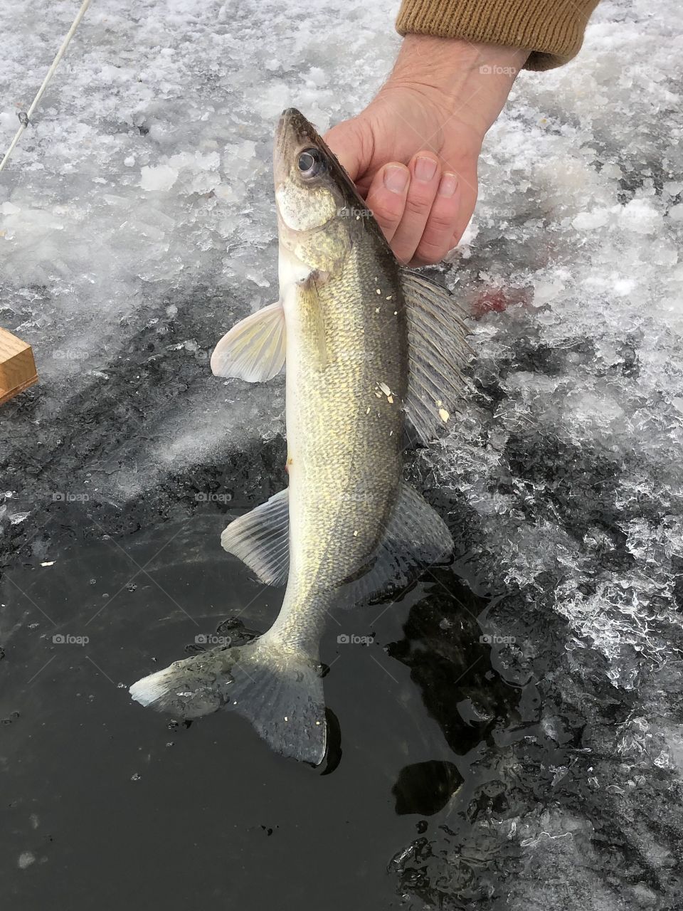 Walleye being released to the lake