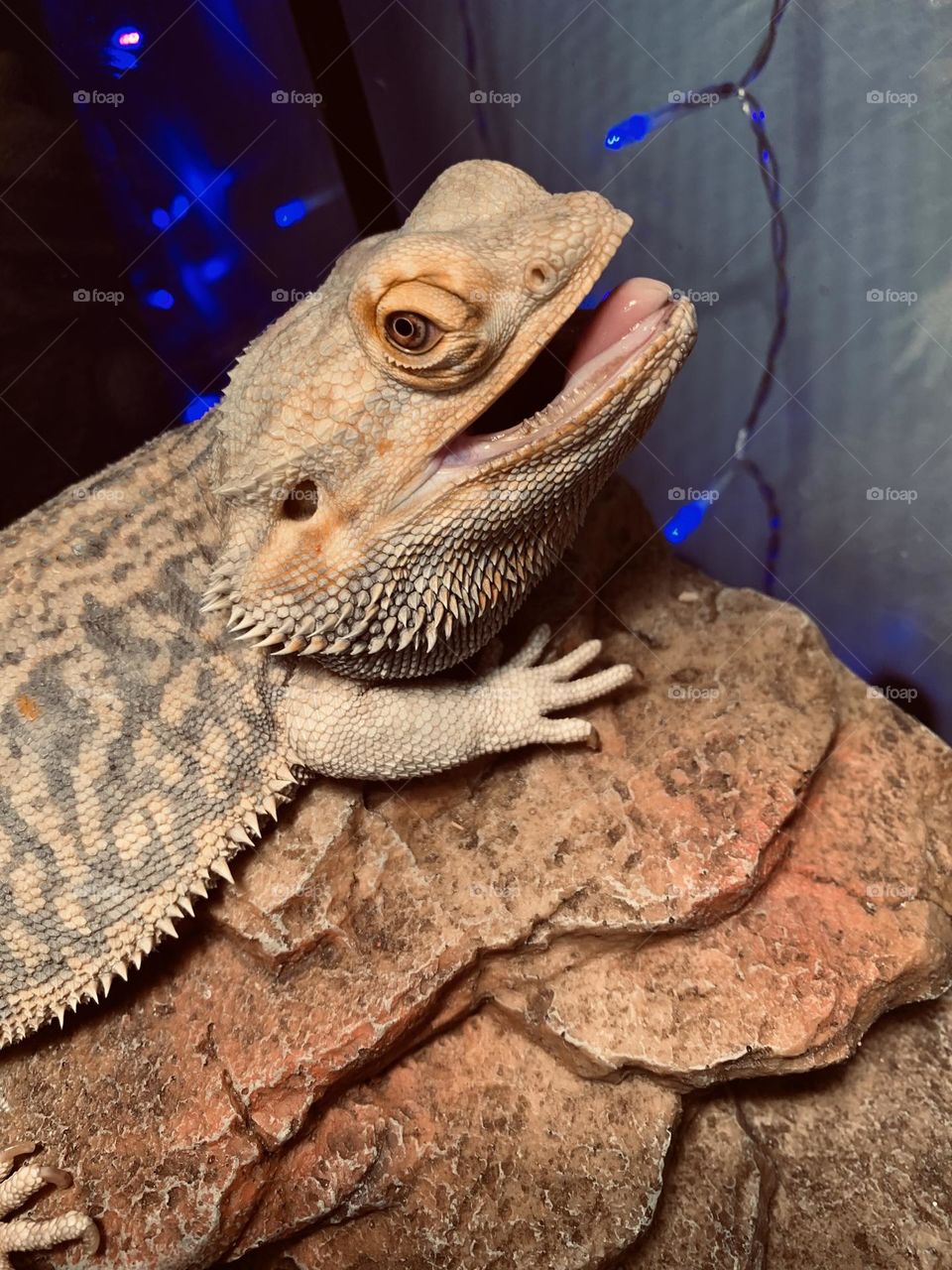 Smiling bearded dragon