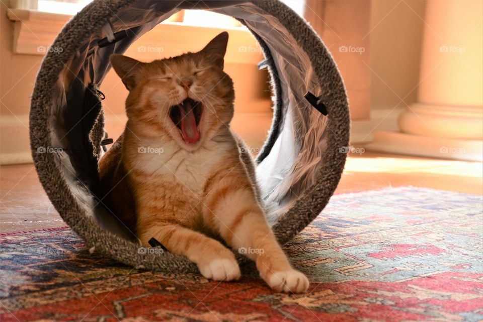 Tunnel Yawn
