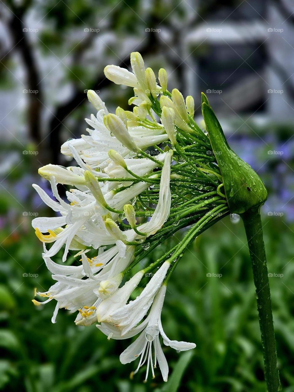 Blooming white flower in the rain