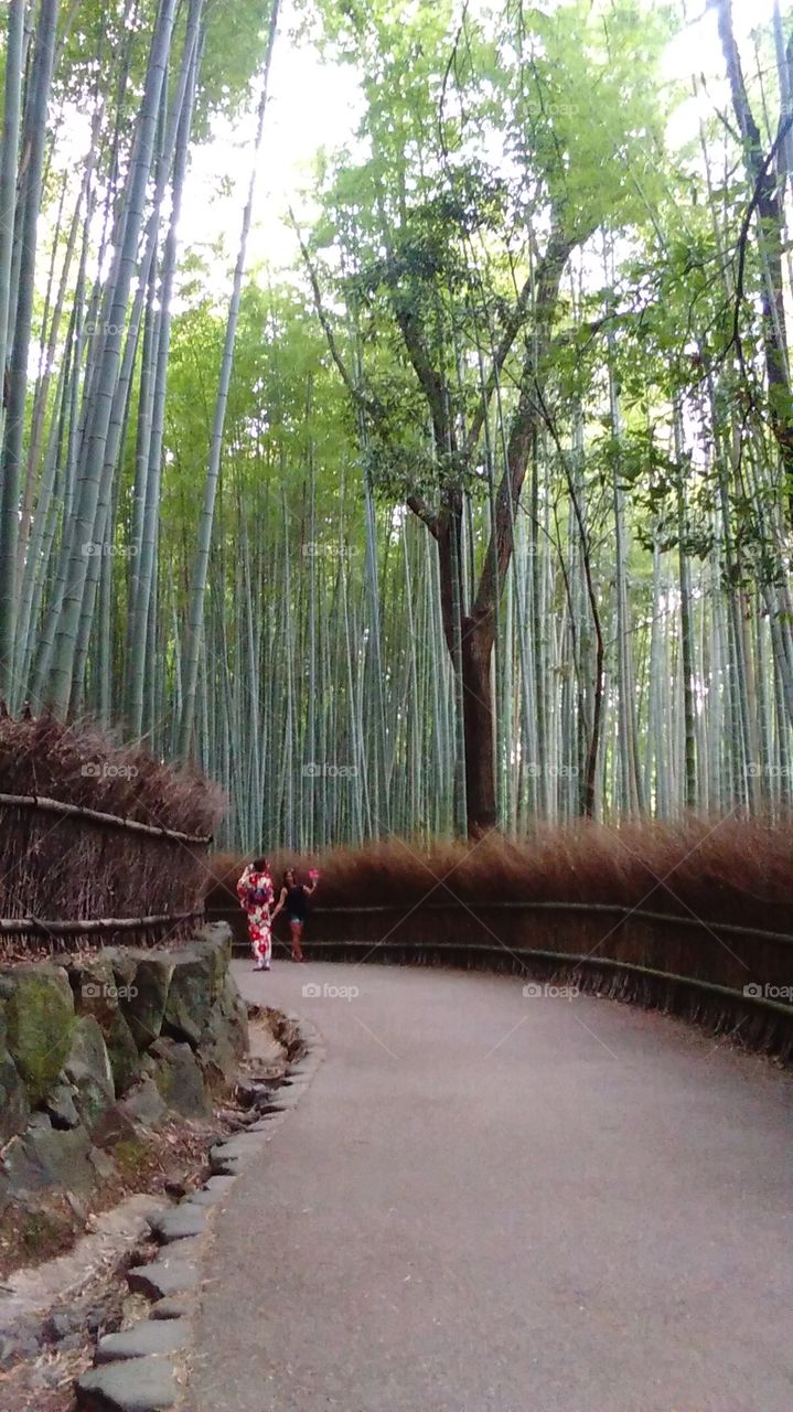 A woman wearing a traditional Japanese kimono admires the scenery in Kyoto's famous bamboo forest.