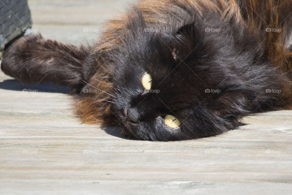Fluffy black brown cat with yellow eyes 