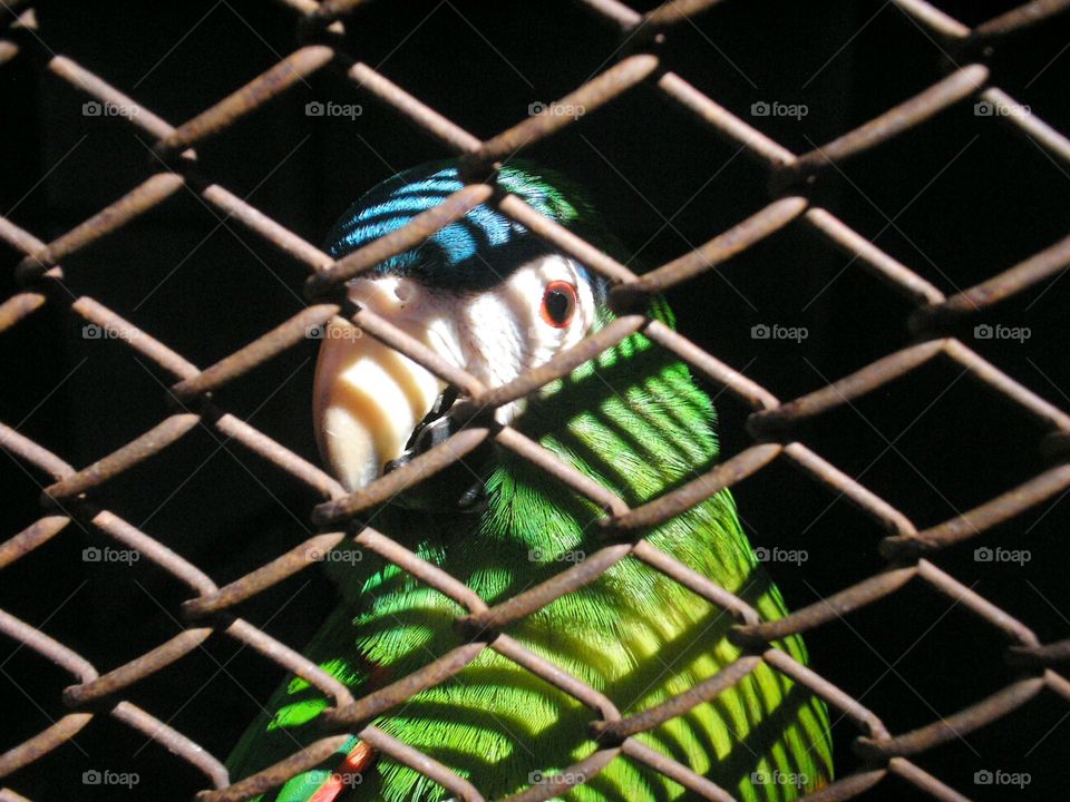 prisioneiro azul e verde