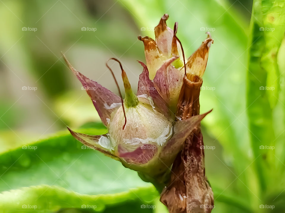 Close up of a morning glory flower seed pod