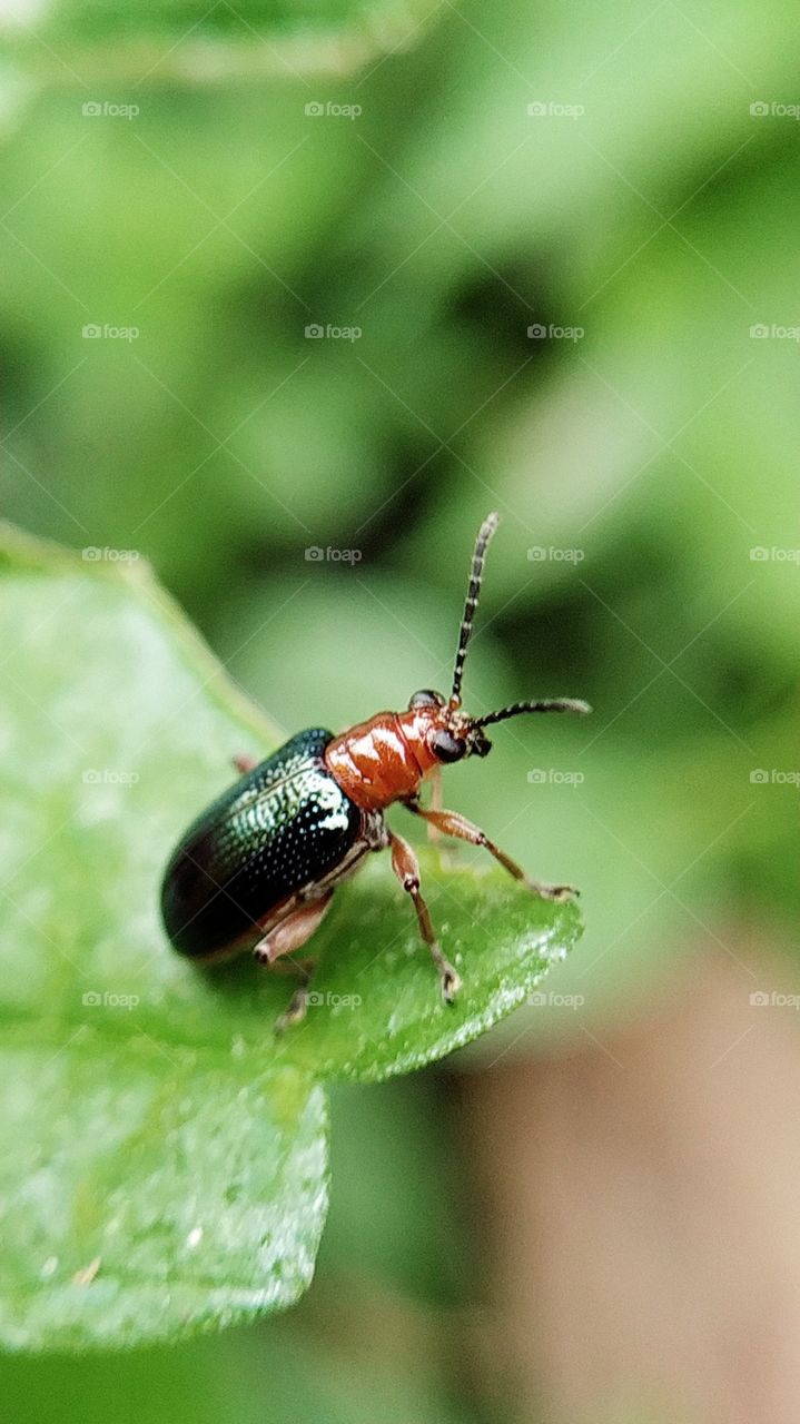 little beetle