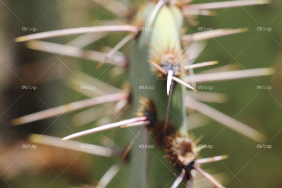 Close-up of prickly pear cactus