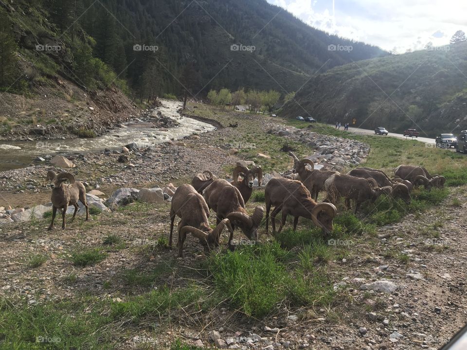 Heard of rams in Colorado