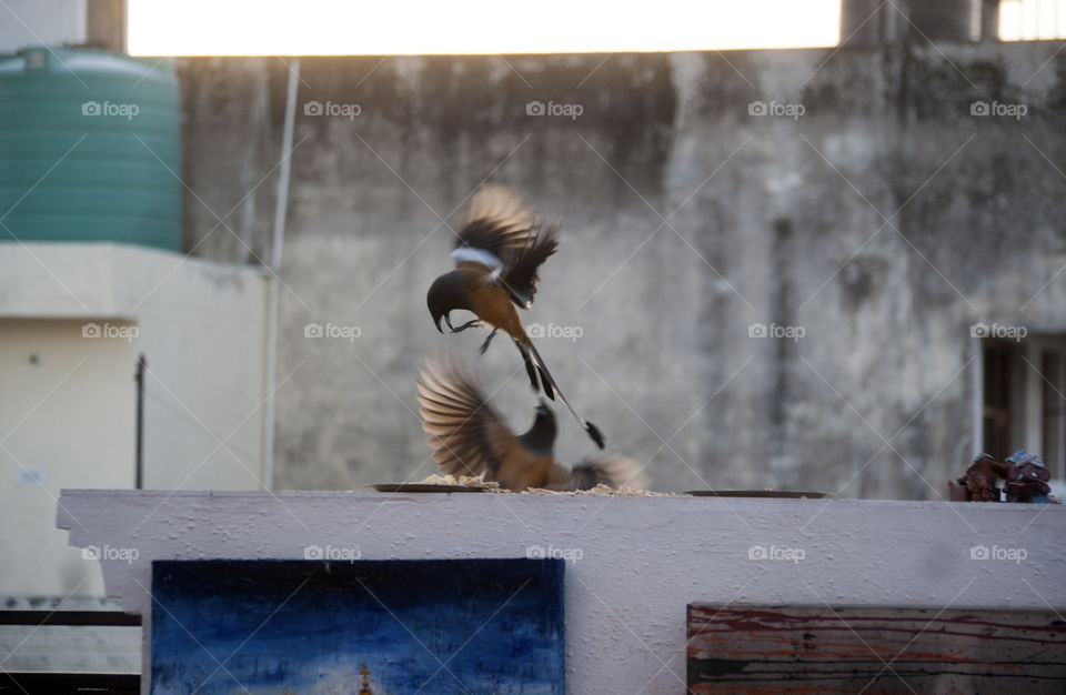 Two Rufous treepie's struggle for getting the best piece to eat, both won in the end by letting the other eat first.