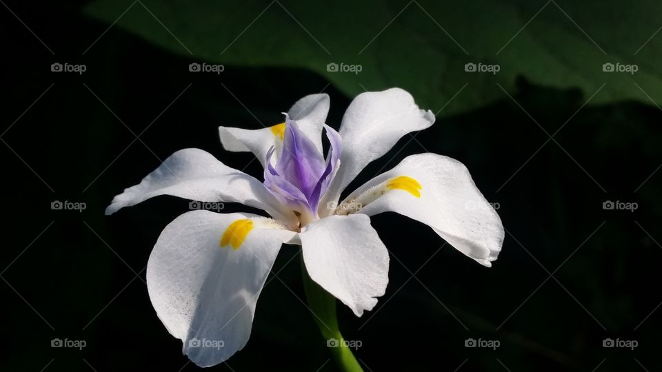 This beautiful flower always blooms just after rain or durung the night and closes up during sunny and hot days