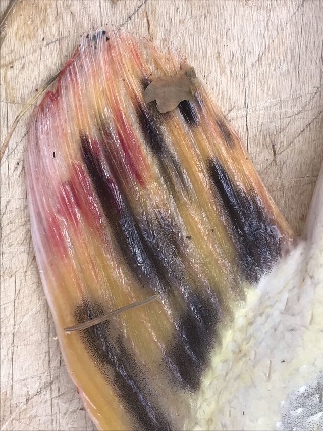 Pike fish pectoral fin