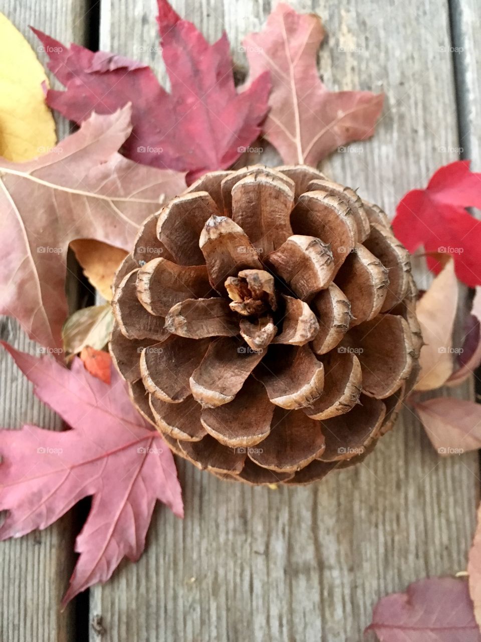 Rustic fall pine cone 