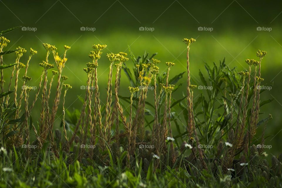 Field life