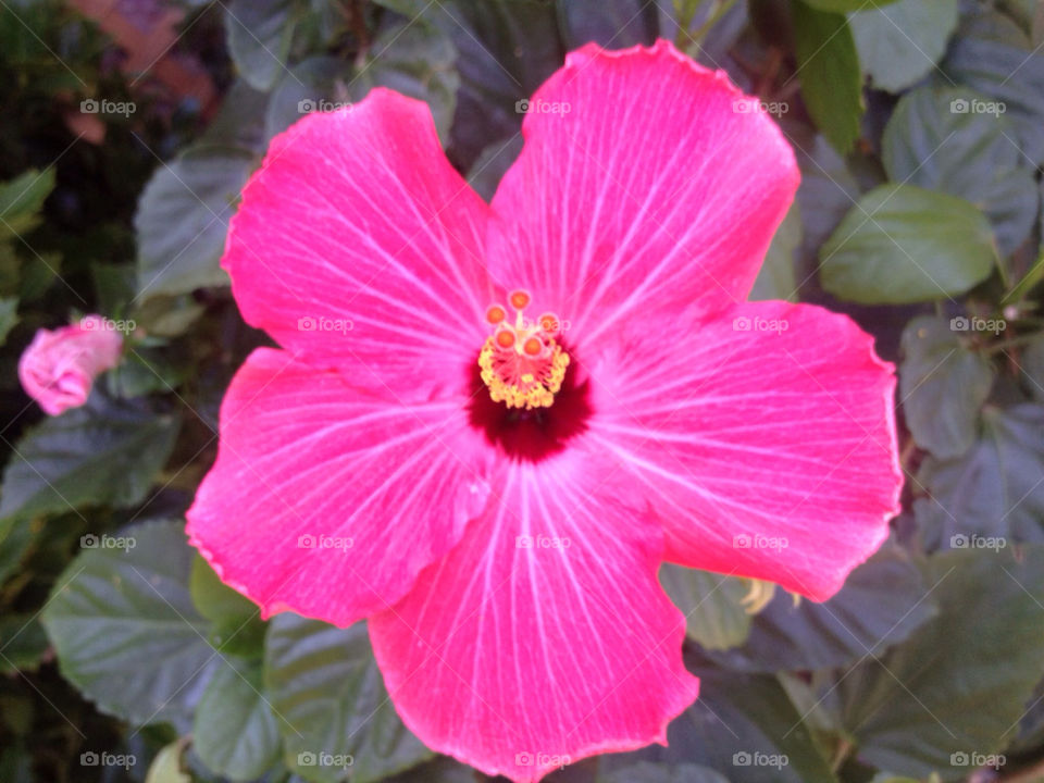 pink flower plant bloom by vickikl3