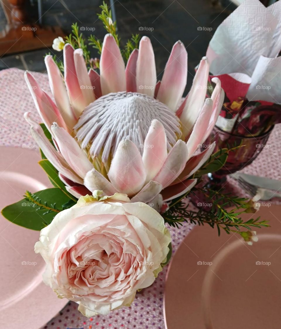 Protea