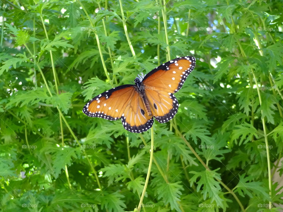 Viceroy Butterfly