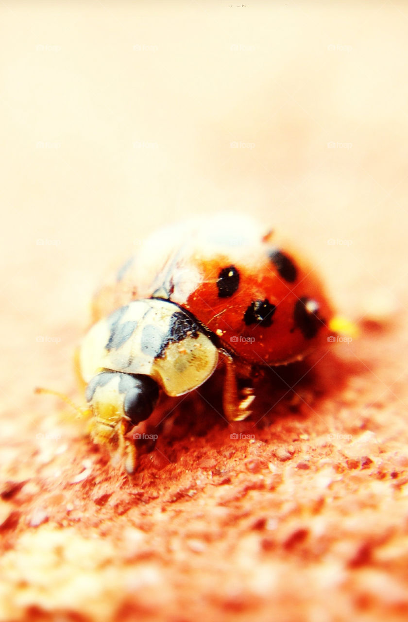 macro off a ladybird