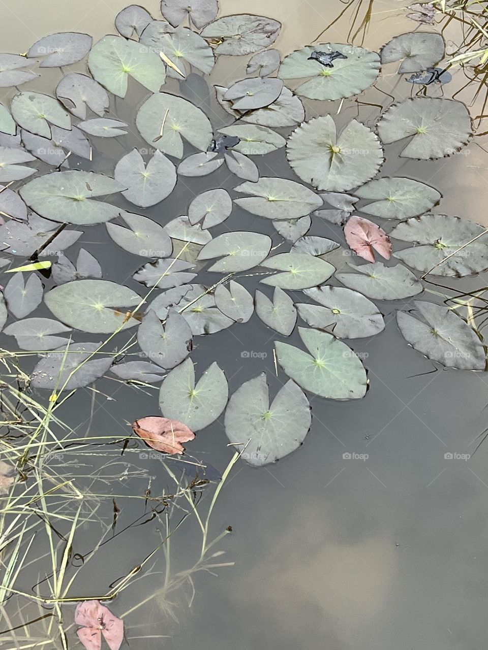 Plants around us , my garden @ upcountry, Thailand. 