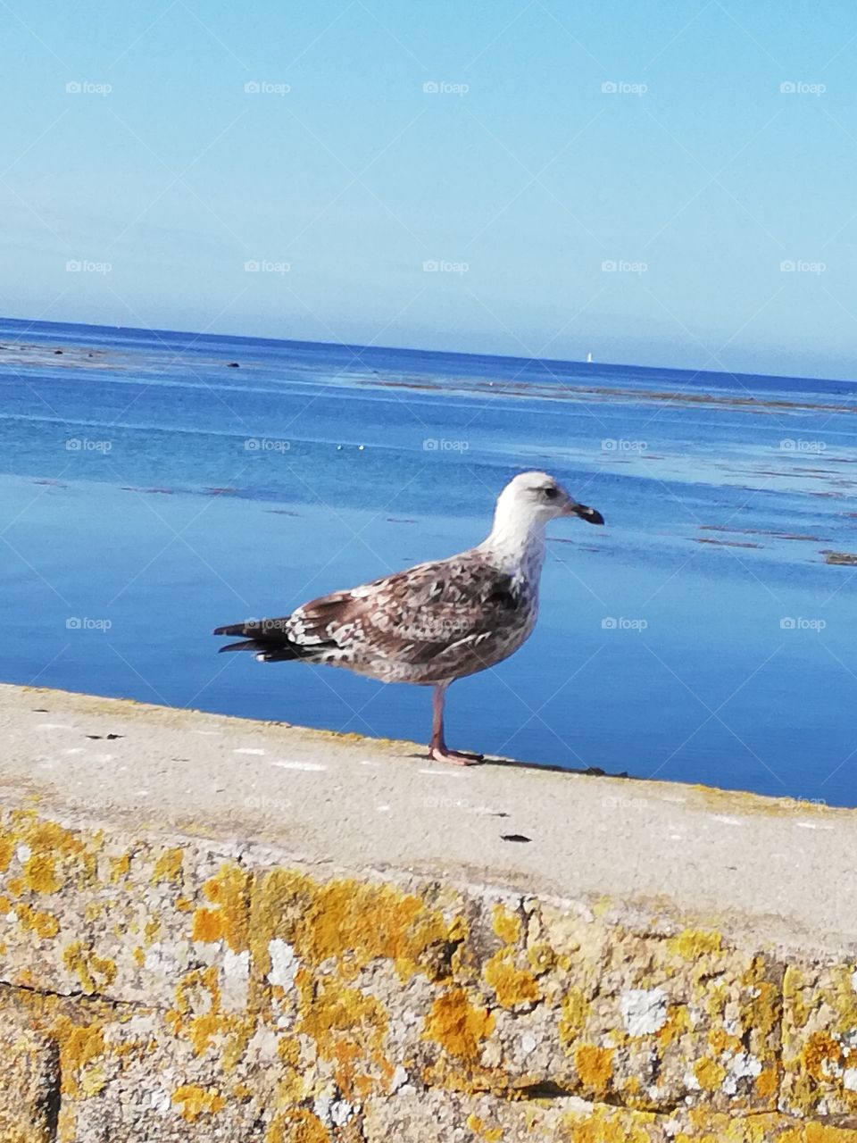 Mouette
