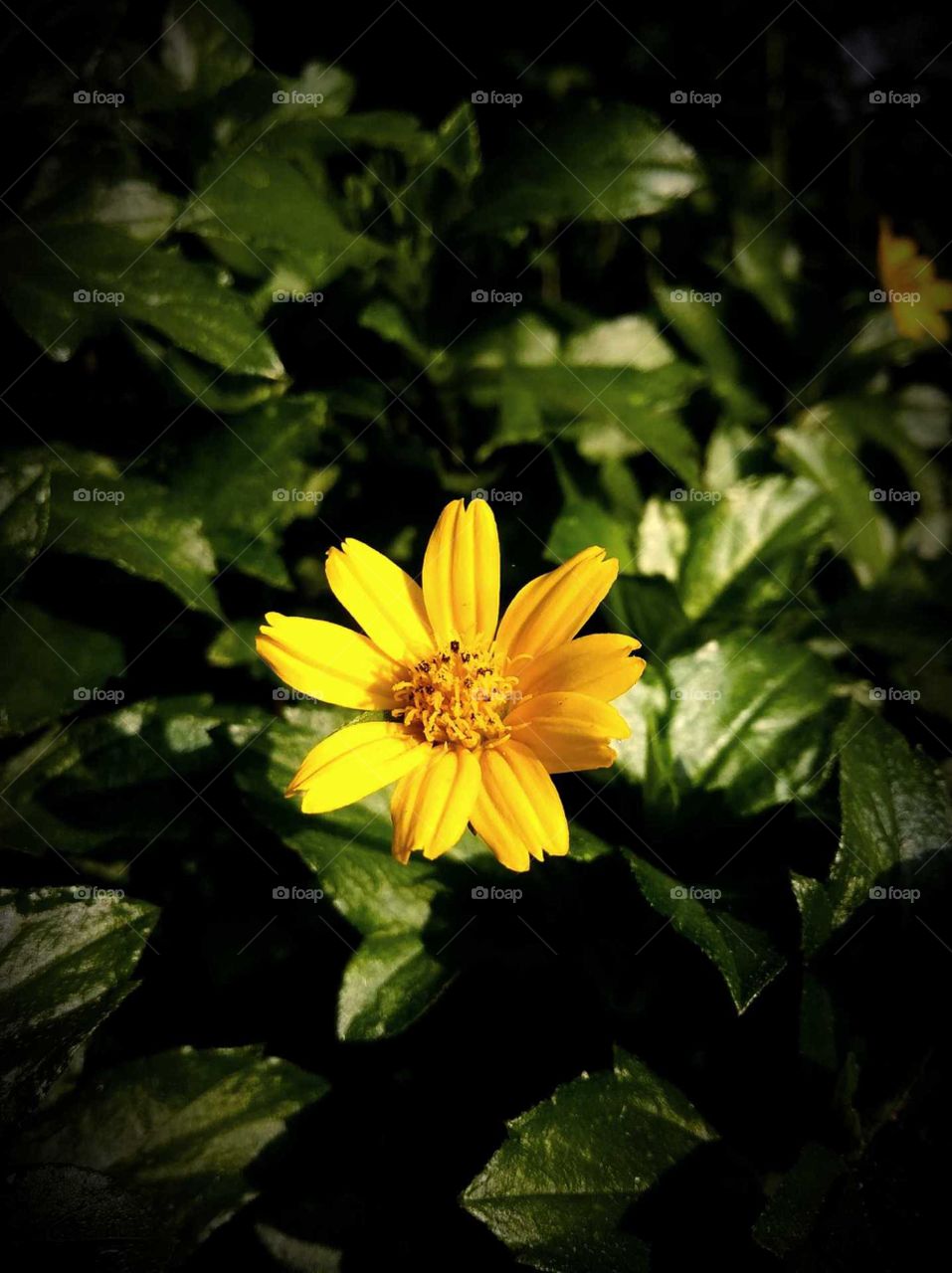 yellow sunflower in the garden