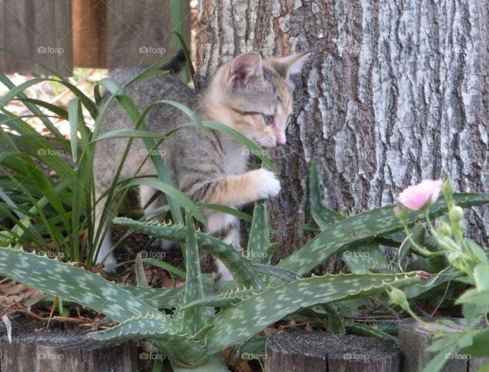 kitten playing