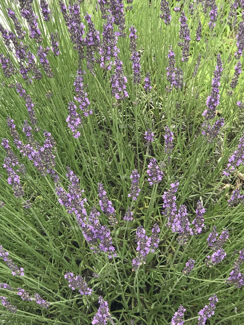 Beautiful lavender 