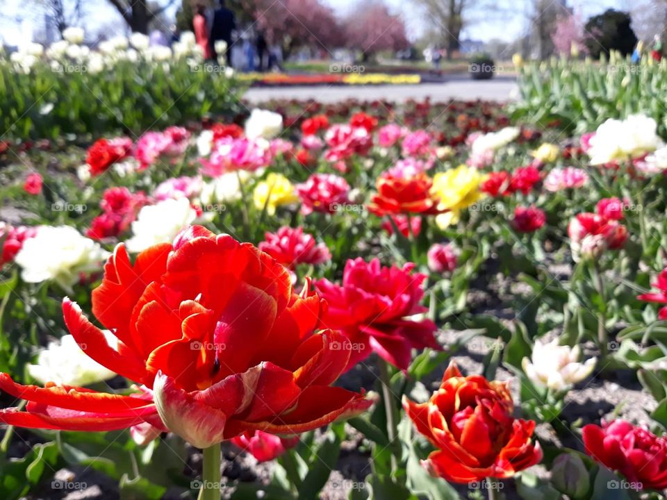 Roses express love between people